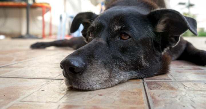 How to Support a Family Member Losing a Pet