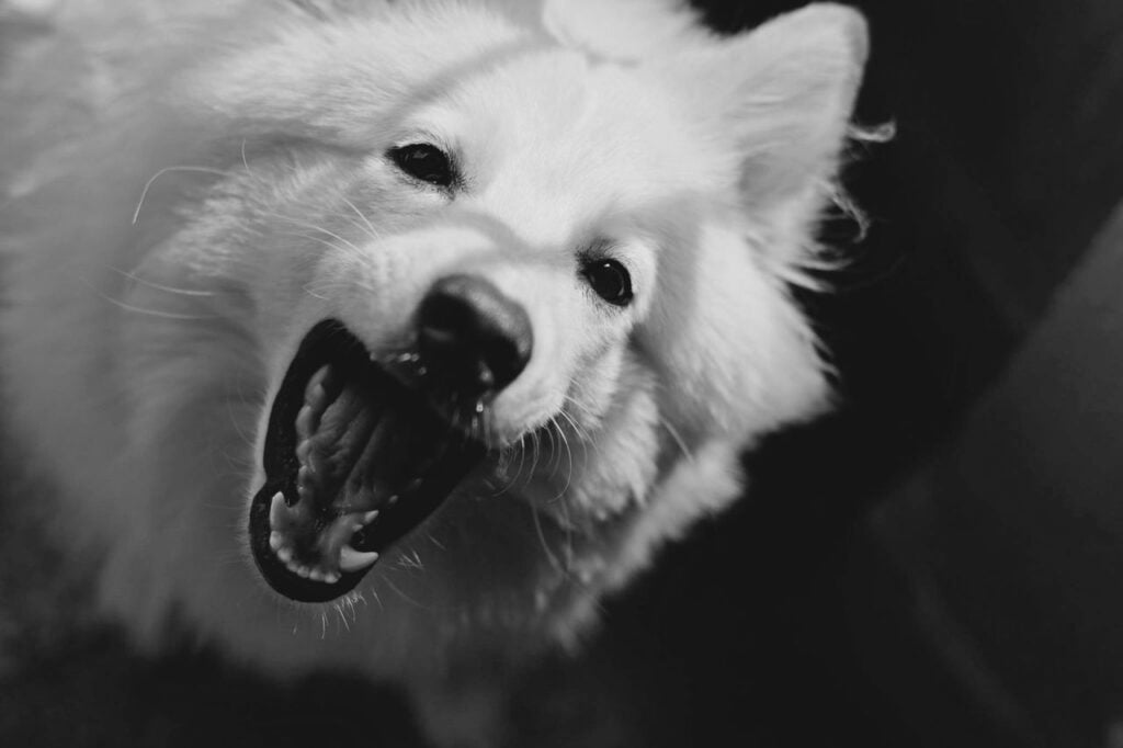 Photo by Suvan Chowdhury: https://www.pexels.com/photo/white-medium-coat-medium-dog-144608/